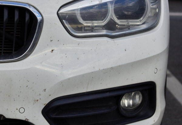 mosquitos en la parte delantera del coche