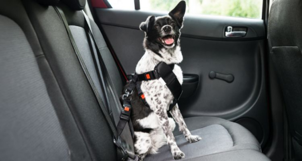 transportar perro en coche