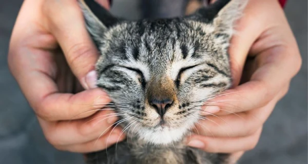 cuantas-horas-puede-viajar-un-gato-en-coche