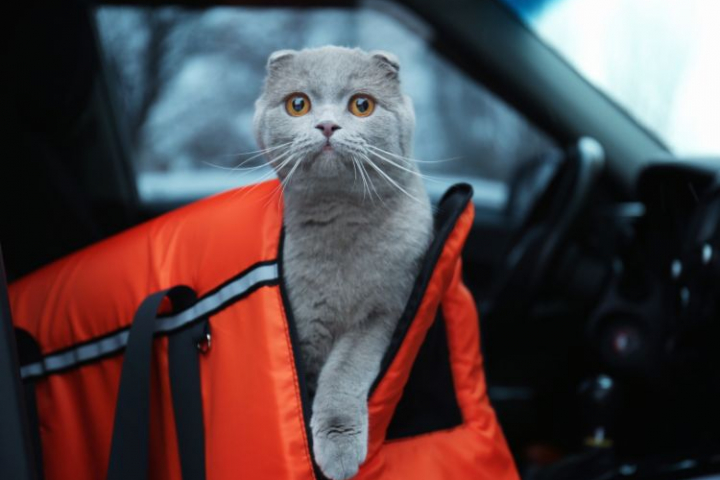 viajar-con-gato-en-coche