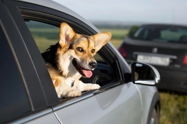 perro en el coche