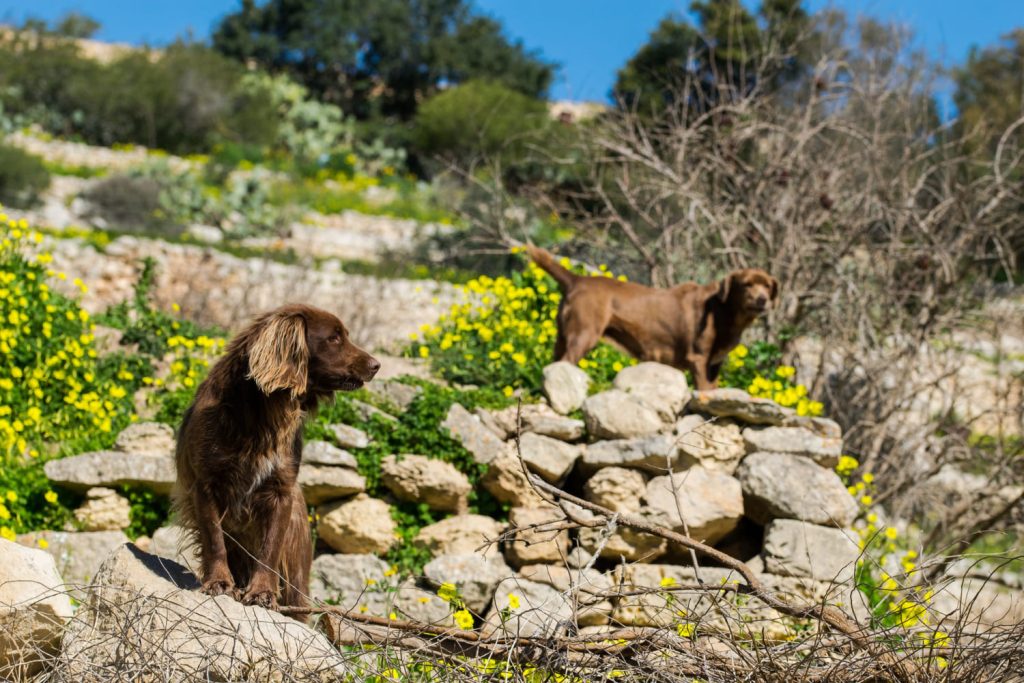 Perros en la Cerdanya