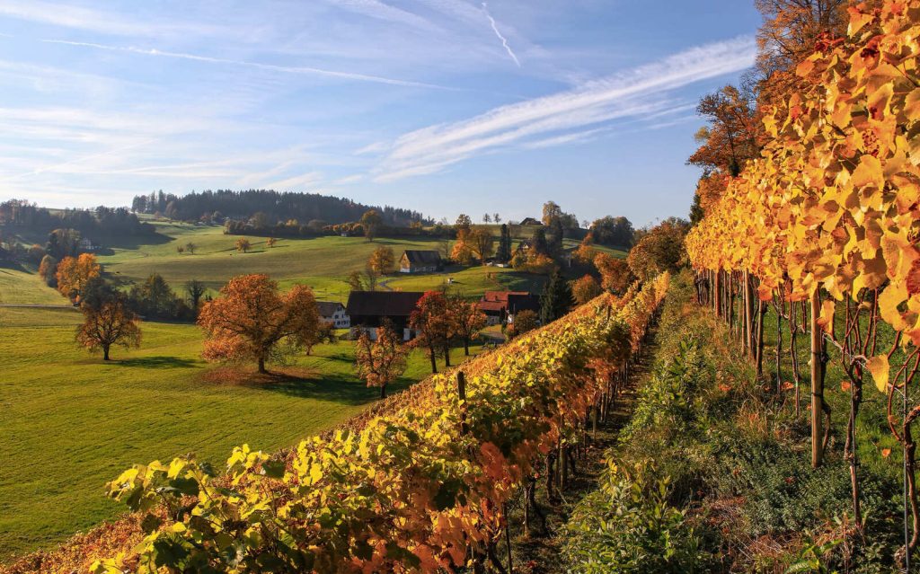 Viñedos de La Rioja en Otoño