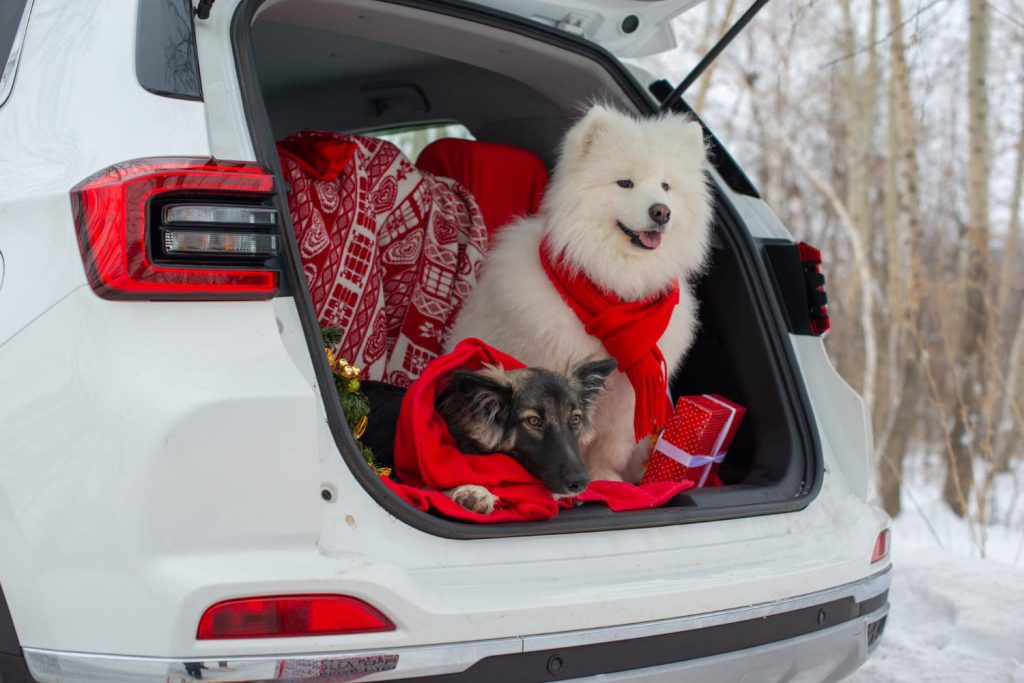 Dos perros con bufandas rojas sentados en la cajuela de un coche decorado para Navidad, rodeados de nieve - Carglass