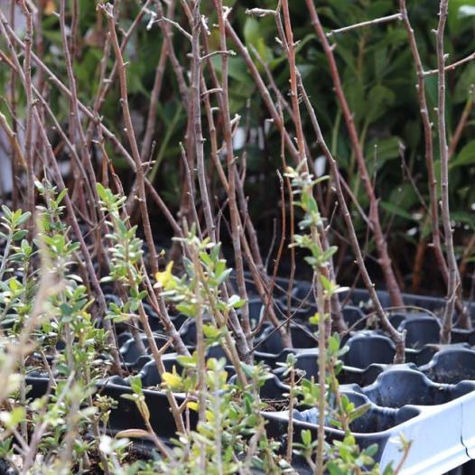plantas